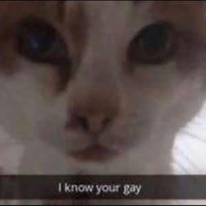 Meet your Posher, Abbie